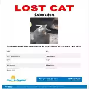 lost male cat sebastian anthony