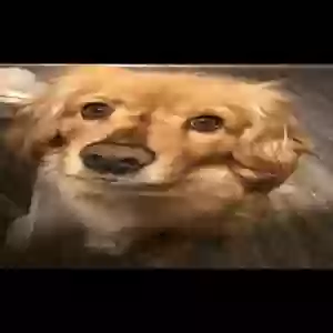 lost female dog lady