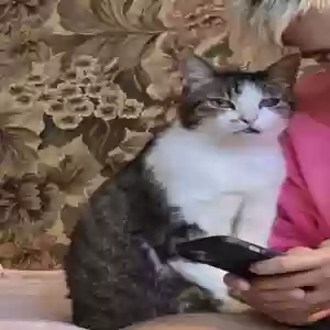 lost male cat ramses