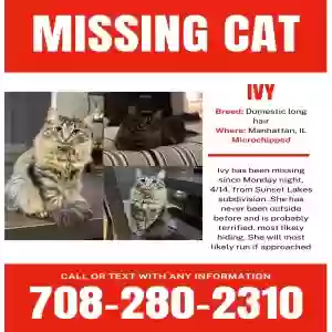 lost female cat ivy