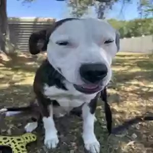 found male dog unknown
