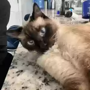 lost male cat unknown