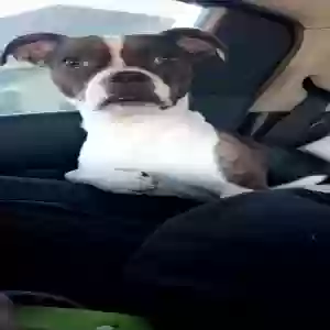 lost male dog kylo ren