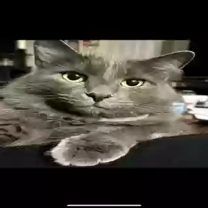 lost male cat perseus