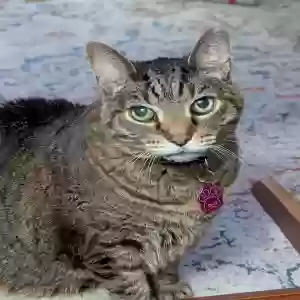 lost male cat ollie