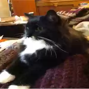lost male cat marley