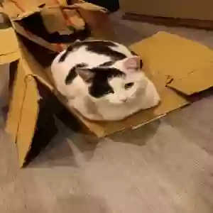 lost male cat john wayne