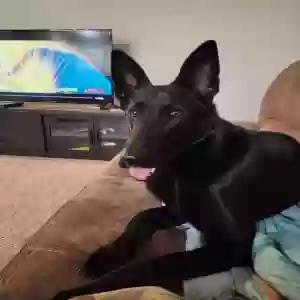 lost female dog unknown