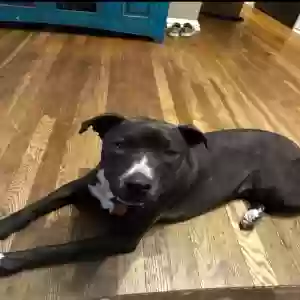 lost male dog noodle