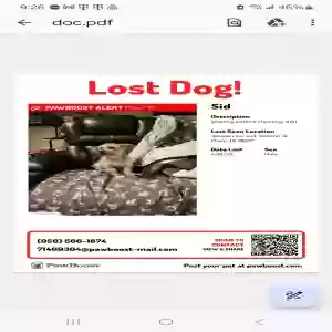 lost male dog sid