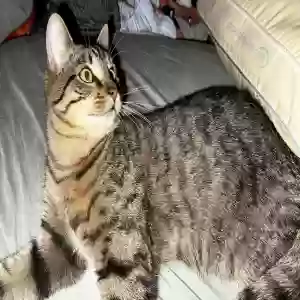 lost male cat jasper