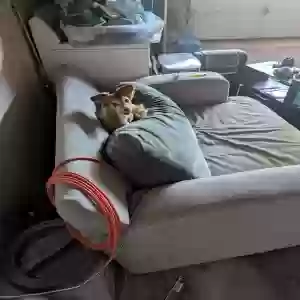 lost male dog unknown