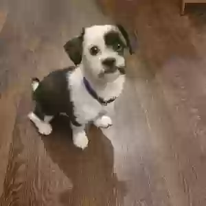 lost male dog bentley