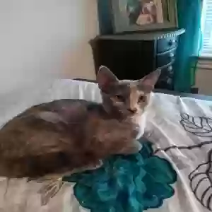 lost female cat callie