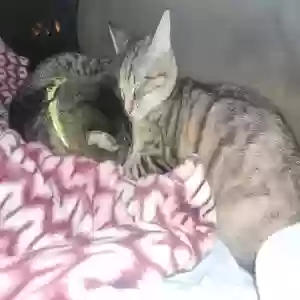 lost female cat sassy