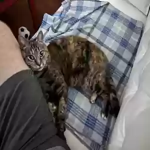lost female cat ariel