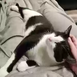 lost male cat jojo