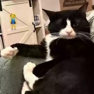 lost male cat vato