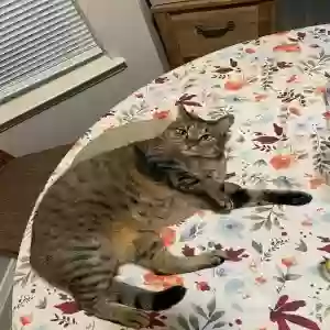 lost male cat luffy/lussy