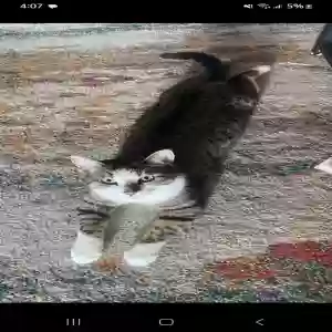 lost male cat kitty (kipper is adoption name)