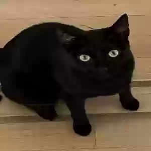 lost female cat unknown