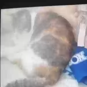 lost female cat kipper