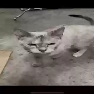 found male cat unknown
