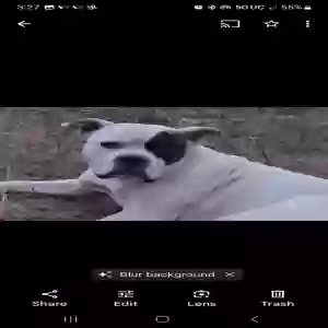 lost female dog siraya