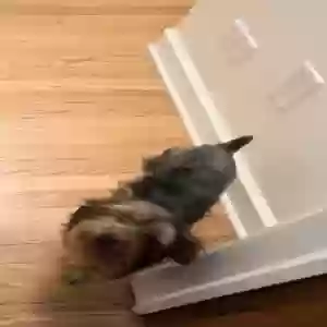 lost female dog brownie