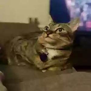 lost female cat grey