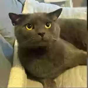 lost male cat billie