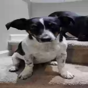 lost male dog tito