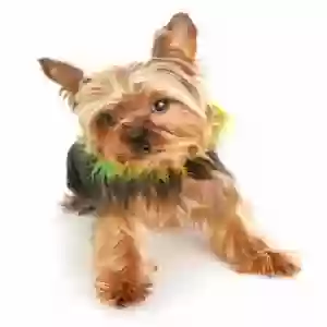 lost female dog zema