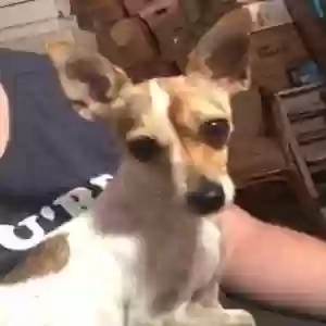 lost female dog jumanji