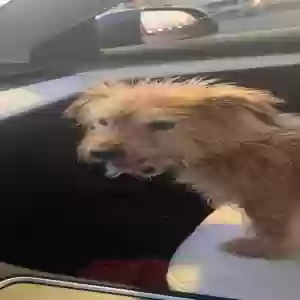 lost male dog alvin