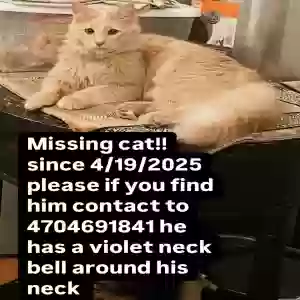 lost male cat roozi