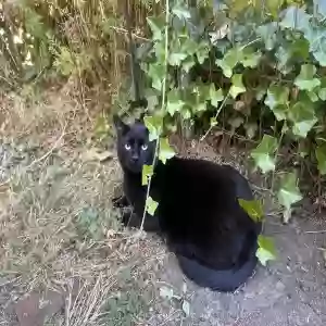 lost male cat obsidian