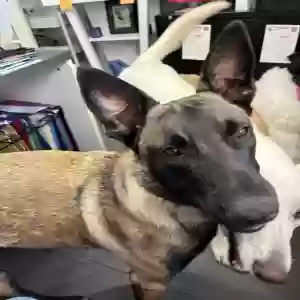 lost female dog maisie