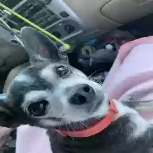 lost male dog peanut