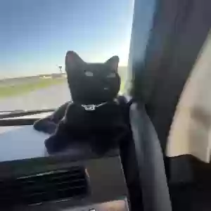 lost male cat meow meow