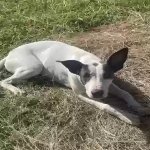 found female dog sadie