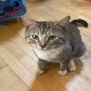 lost male cat unknown