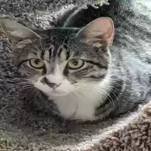 lost female cat gracie