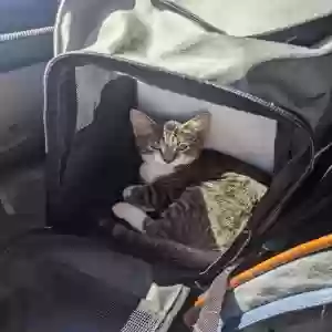 lost male cat strut