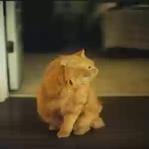 lost male cat calcifer