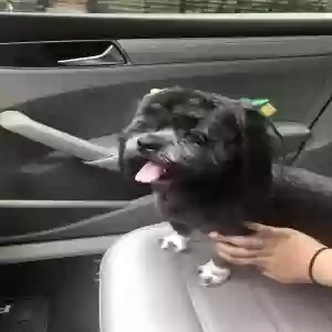 lost female dog lyla