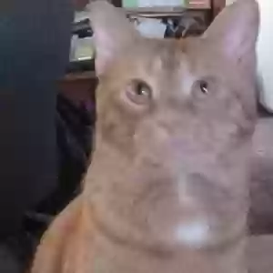 lost male cat rusty