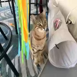 lost male cat kobi