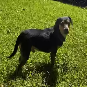 lost male dog jasper