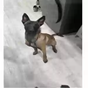 lost female dog remy
